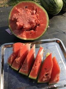 网红最近吃的瓜水煮瓜,水煮瓜,美味与话题并存 第2张 网红最近吃的瓜水煮瓜,水煮瓜,美味与话题并存 第2张